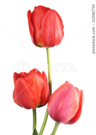 Three tulip 32086750