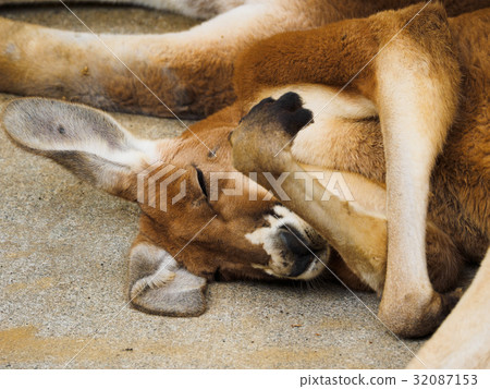 A kangaroo nap 32087153