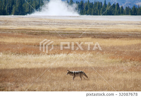 Coyote looking for prey in the grassland of Yellowstone National Park 32087678