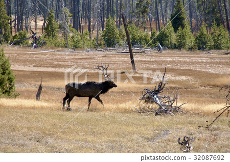Deer across the grassland of grass foliage in Yellowstone National Park 32087692