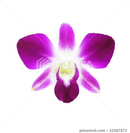 Single magenta orchid flower isolated 32087873