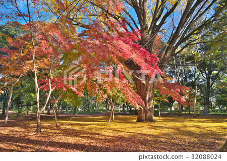 Falling fallen leaves Falling fallen leaves 32088024