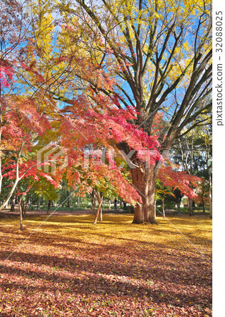 Falling fallen leaves Falling fallen leaves 32088025