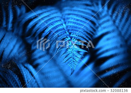 Beautiful fern leaves, macro 32088136