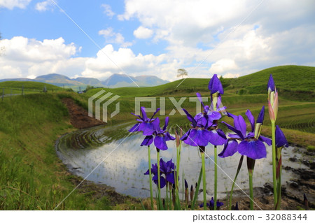 Seda's paddy field Seda's paddy field 32088344