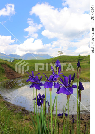 Seda's paddy field Seda's paddy field 32088345