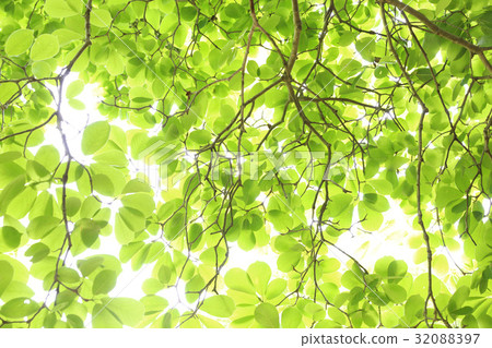 Fresh green Ibaraki prefecture Naka city Fresh green Ibaraki prefecture Naka city 32088397