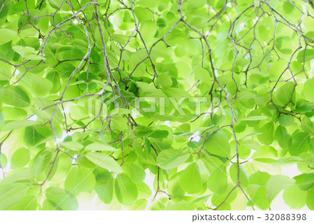 Fresh green Ibaraki prefecture Naka city 32088398