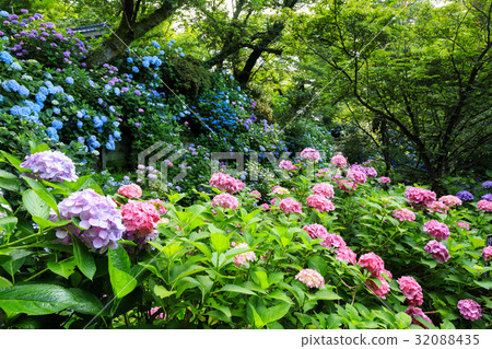 亞達寺繡球花園 32088435