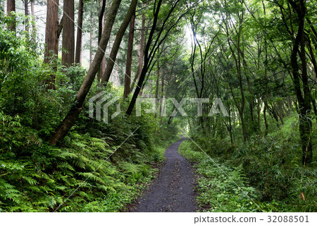 新鮮的綠色茨城縣納卡市縣立森林 32088501