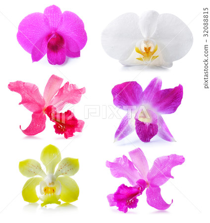 Orchid on white background 32088815