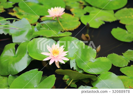 睡蓮 32088978