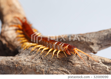 centipede 32089090