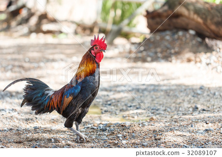 gamecock gamecock 32089107