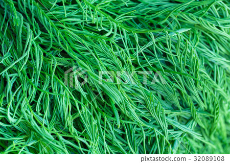 Cha vegetables Cha vegetables 32089108