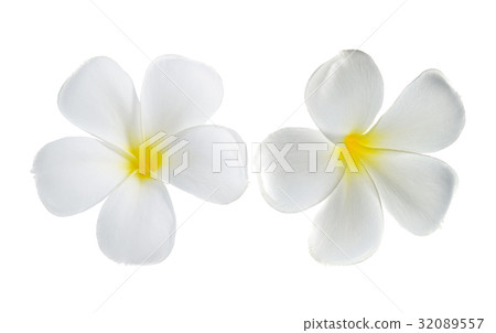 Plumeria flowers isolated on white background Plumeria flowers isolated on white background 32089557