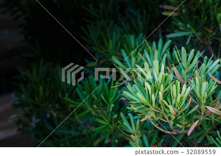 Background of arborvitae branches Background of arborvitae branches 32089559