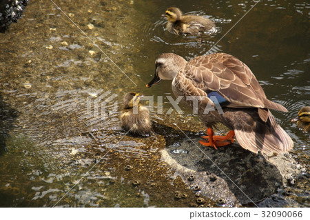 Cargamo Cargamo 32090066