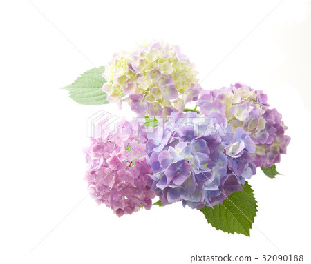 hydrangea hydrangea 32090188