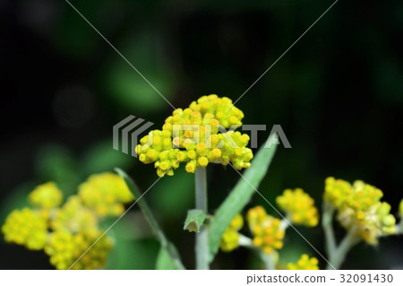 哈哈高 哈哈高 32091430