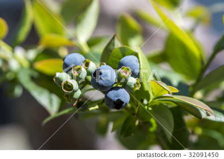 藍莓 32091450