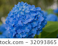 Hydrangea of Unumoji, Akita Prefecture 32093865