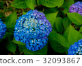 Hydrangea of Unumoji, Akita Prefecture 32093867