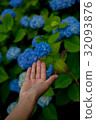 Hydrangea and hands 32093876
