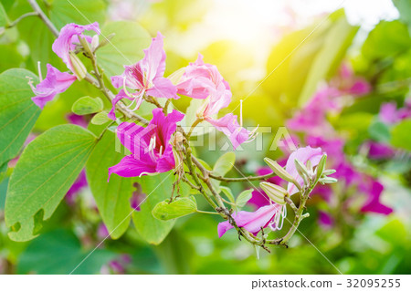 Closed up pink flower Closed up pink flower 32095255