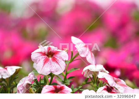Petunia Petunia 32096847