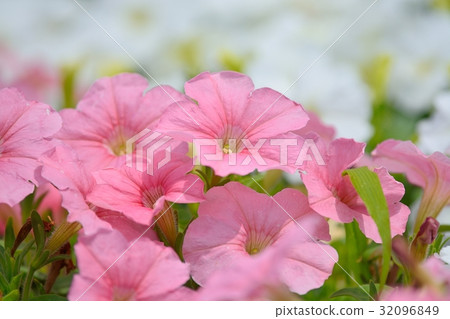 Petunia Petunia 32096849