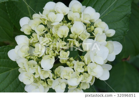 Rika Saki White Flower 32096851