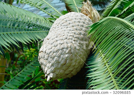 Dione Spinulusum 32096885