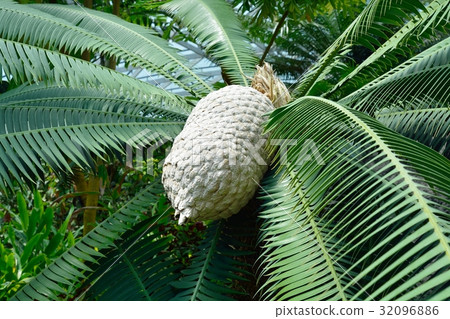 Dione Spinulusum Dione Spinulusum 32096886