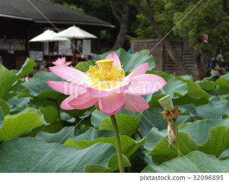 Pink flower of Ogajas at Chiba Park Pink flower of Ogajas at Chiba Park 32096895