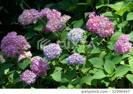 Hydrangea color difference blooming 32096947