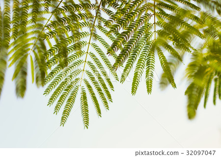 Fern leaves ecoloy concept of health and life 32097047