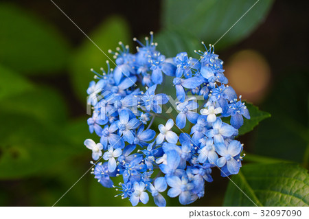 Yamah hydrangea flower, dense 32097090