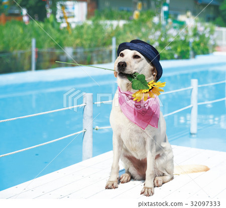 Summer dog pool Summer dog pool 32097333