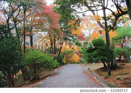 Autumn Leaves Of Arashiyama 32098557