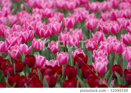 the Tulip in flower show 2017 32098589