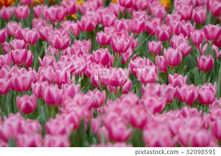the Tulip in flower show 2017 the Tulip in flower show 2017 32098591