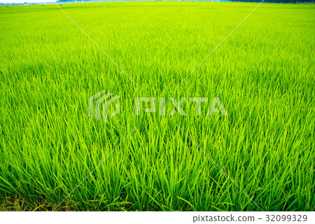 Aoa and developing rice 32099329