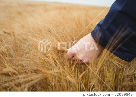Close-up of farmer checking his crops 32099842