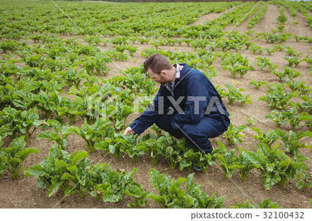 Farmer checking his crops in the field Farmer checking his crops in the field 32100432