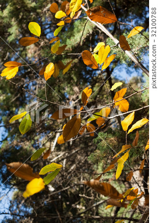 Close-up of plant in forest Close-up of plant in forest 32100788