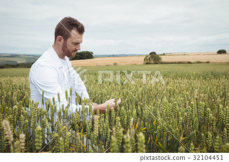 Agronomist checking the crops in the field Agronomist checking the crops in the field 32104451