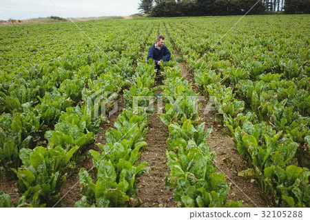 Farmer checking his crops in the field 32105288