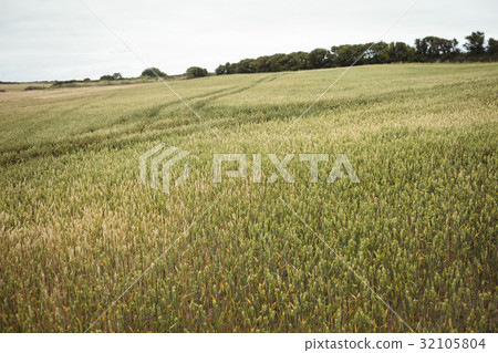 Farmer checking ears of wheat while using digital tablet in the field 32105804