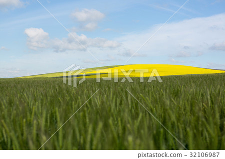 View of beautiful wheat field 32106987